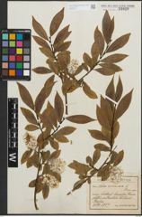 Foto von Salix pentandra L.